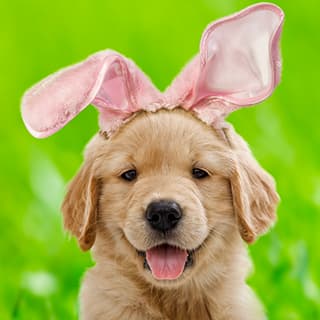 Lucky Dog Rescue Adoption Event
