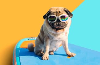 Lucky Dog Rescue Adoption Event